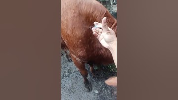 Intramuscular injection ll How to give injections in cattle ll IM route injection in cow