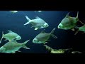 Ikan Lampam Hiasan Akuarium | Fish and Aquarium