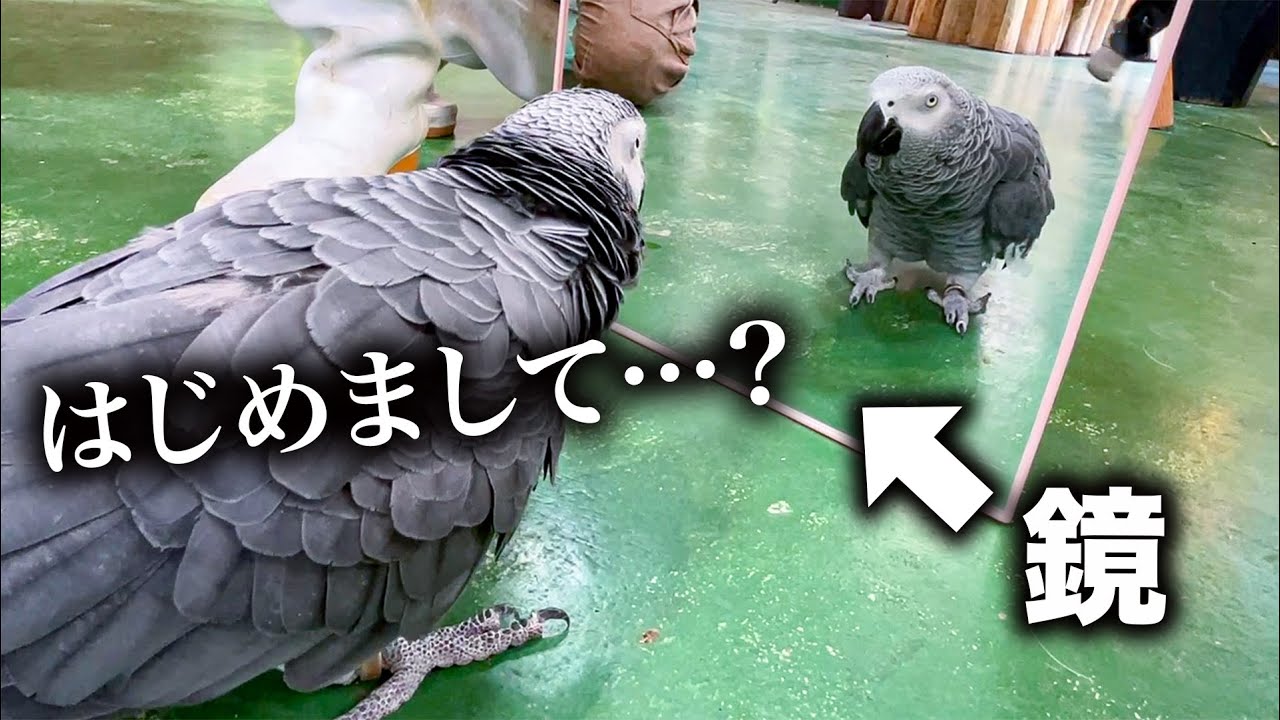 鏡に映った自分とコミュニケーションをとるピュアな動物たち