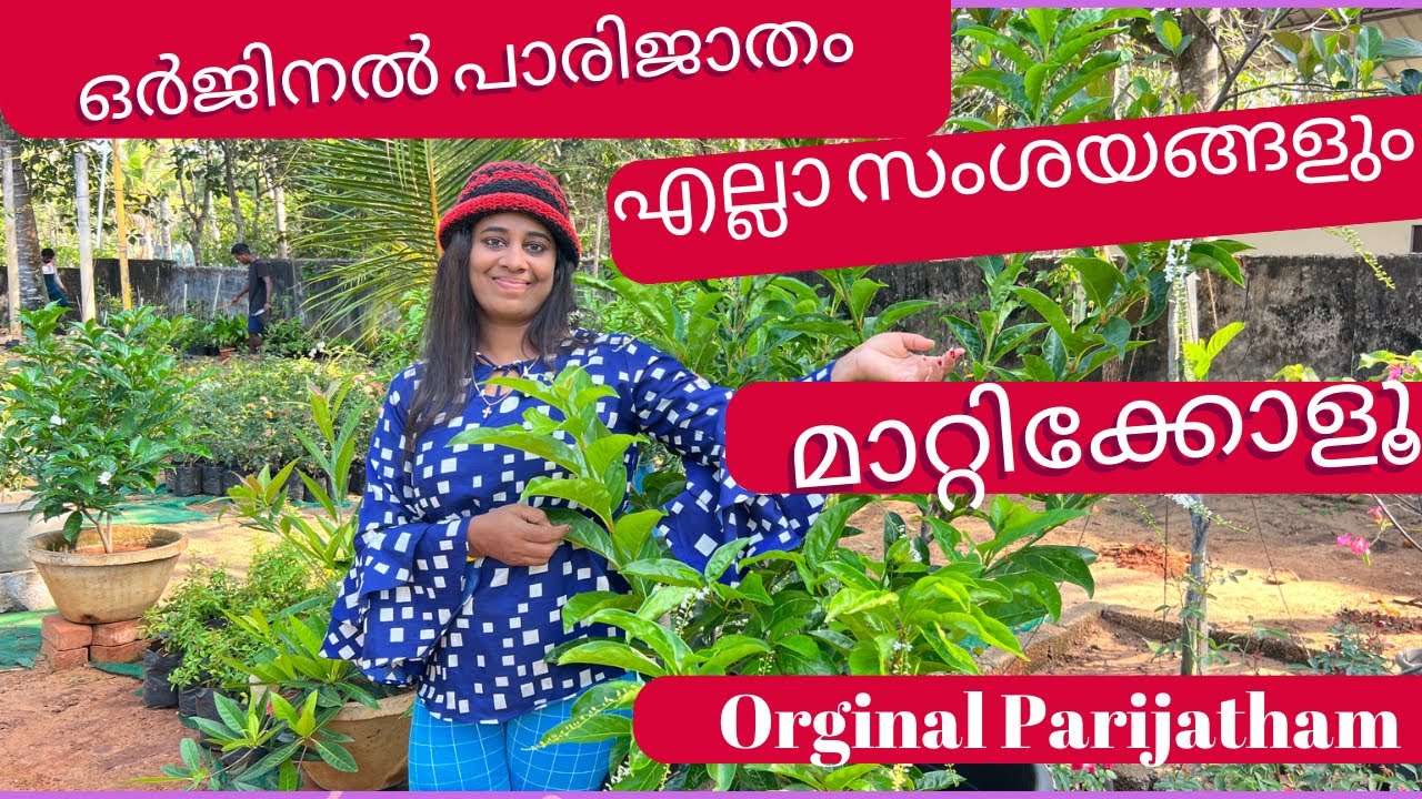 എന്നും പൂക്കൾ തരുന്ന ഒർജിനൽ പാരിജാതം ഏതാണെന്നുള്ള കൺഫ്യൂഷൻസ്  ഇന്നത്തോടെ മാറ്റിക്കോളൂ / Parijatham