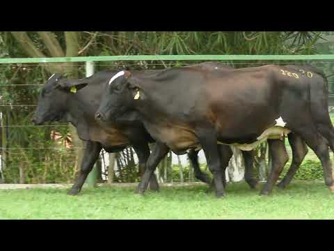 LOTE 120   23º LEILÃO GIROLANDO FAZENDA SANTA LUZIA