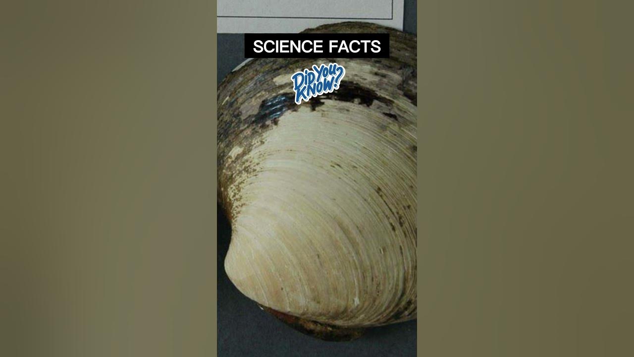the-longest-living-animal-on-earth-is-youtube