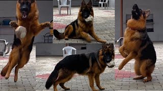 Having great time with my pet german shepherd puppy 🐶 by Saksham7000(All Rounder) 6,504 views 1 year ago 2 minutes, 20 seconds