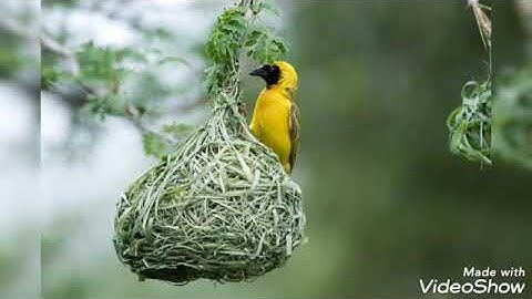 Most Amazing view of bird nests part1🌿❄🕊🌻