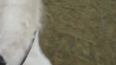 how to recognize Diagonals on a horse from rider