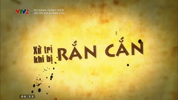 Cách xử lý khi bị rắn cắn