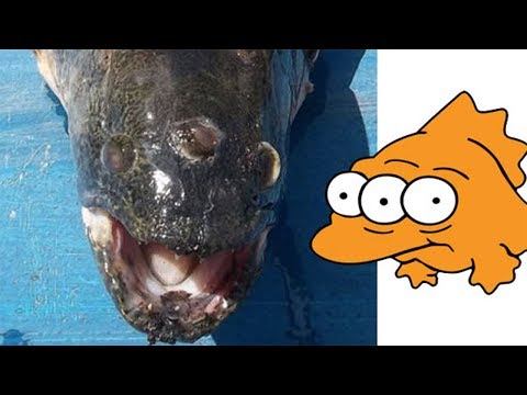 Video: ¿Son reales los peces de tres ojos?