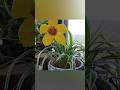 Best Reuse of Waste Tea Lights #shorts #youtubeshorts #homedecordiy #gardendiy #diycrafts