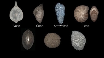 FossilSketch: Foraminifera