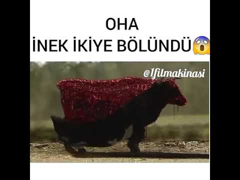 Oha inek ikiye bölündü 😱