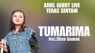 TUMARIMA VOC.DHEA GEMOII| ARIEL GEBOT LIVE TERAS SENTANI