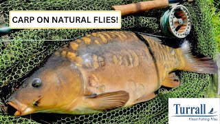 FLY FISHING FOR CARP: Amazing action on natural flies, with Dom Garnett and Turrall Flies