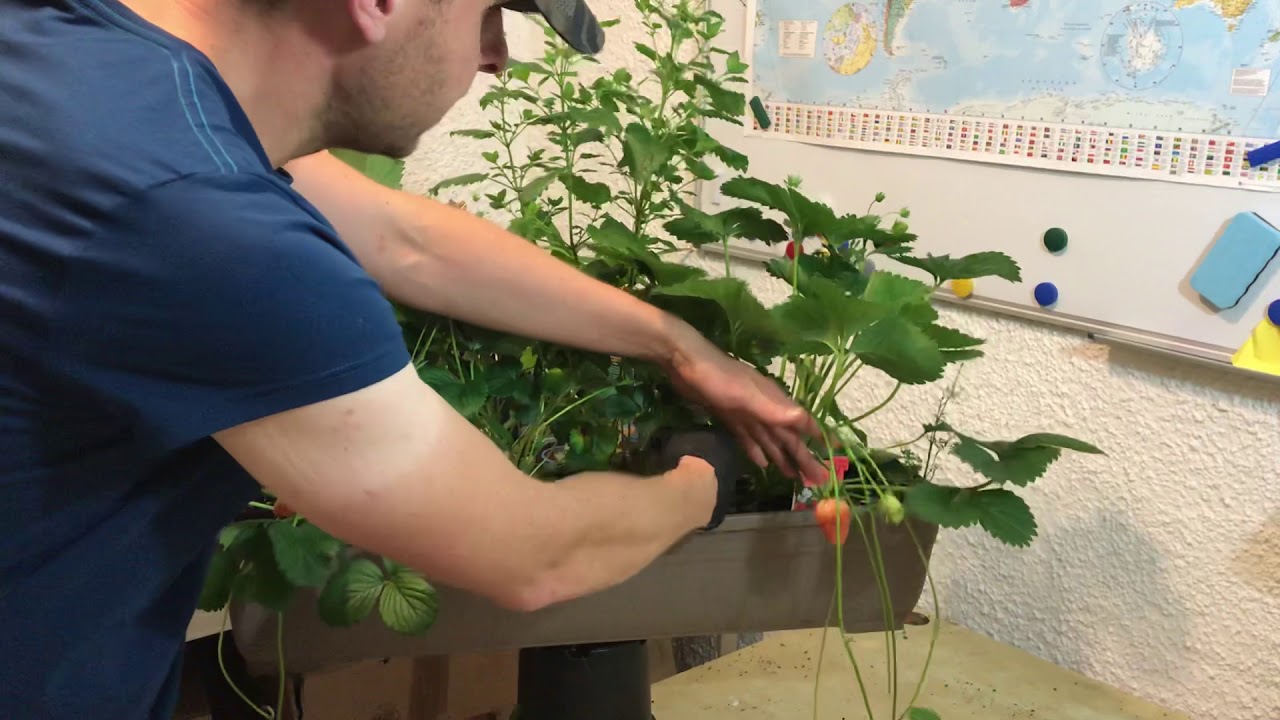 Erdbeerpflanzen im Frühsommer: Blüten, Früchte und Ausläufer prüfen