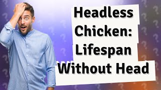 How long can a chicken live without a head?