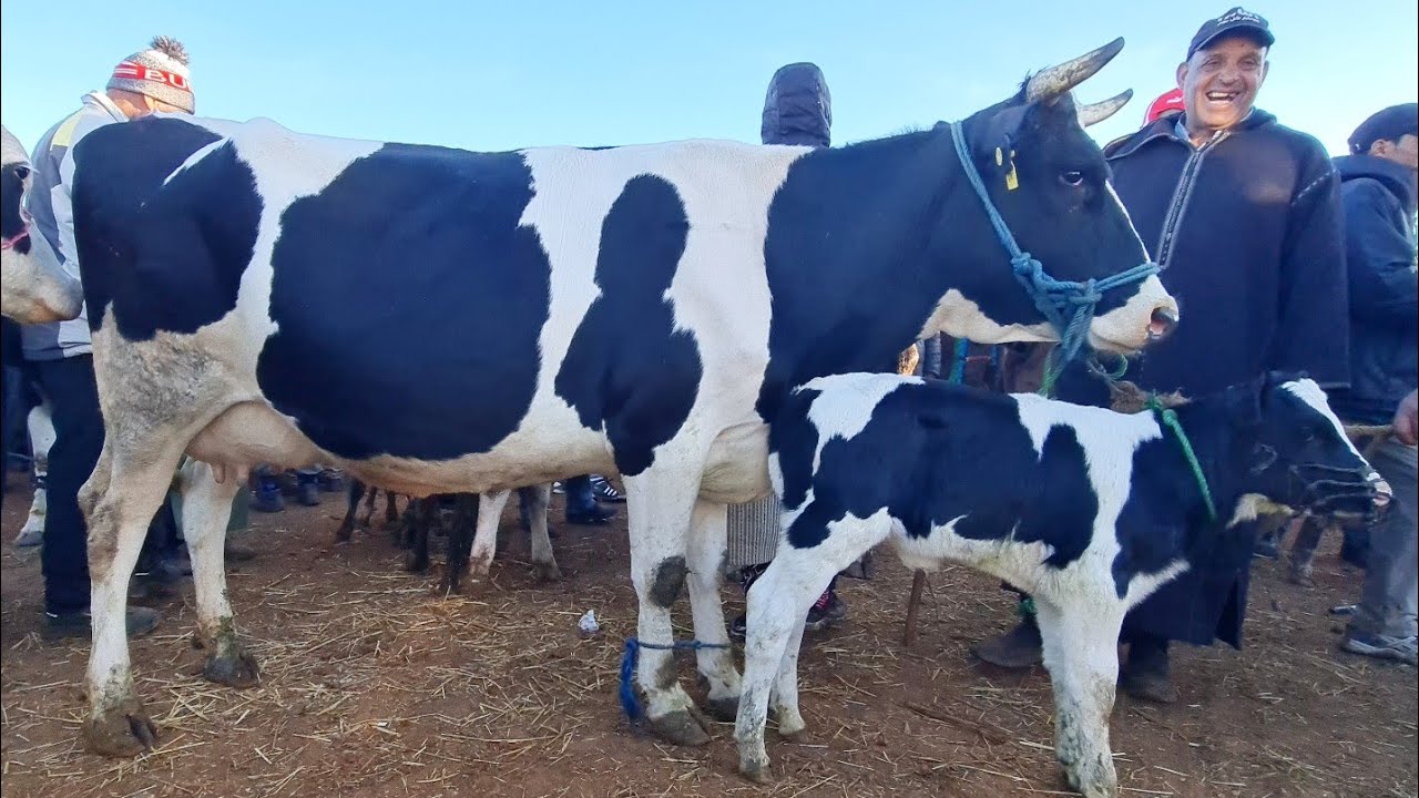 بقرات والدات وضارات فسوق أربعاء مكناس 2023/03/15