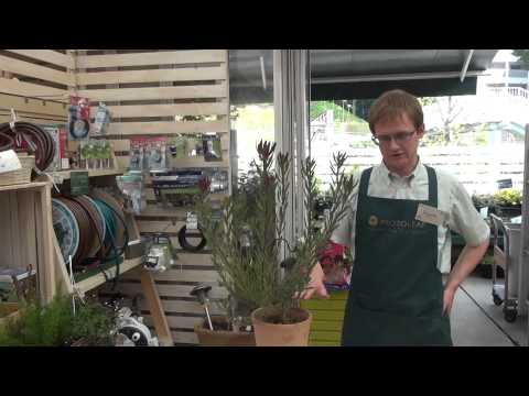 Video: Potted Leucadendron Care: How To Grow Leucadendrons In Containers