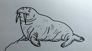 Learn How to Draw a Walrus - NWF