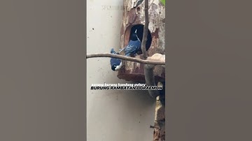 rambatan doraemon #aviary #burung #kicaumania #kicaumanianusantara #birds #burungkicau #sarangburung