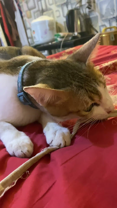Kitten Play with me 🥰🥰#cats #cutecat #cuteanimal #sleep #kitten