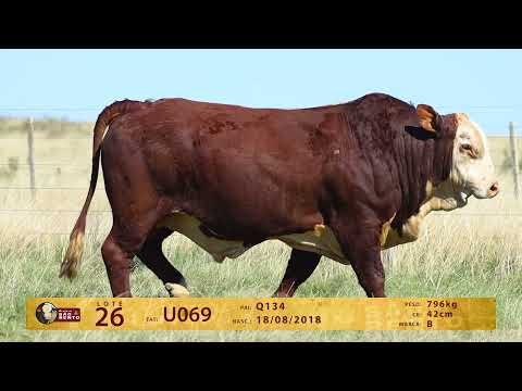 LOTE 26 - TAT U069