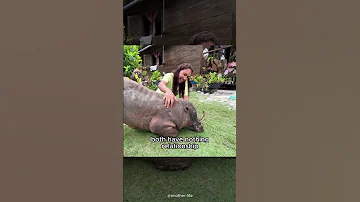 Babirusa, with Their Weird Evolution #shorts