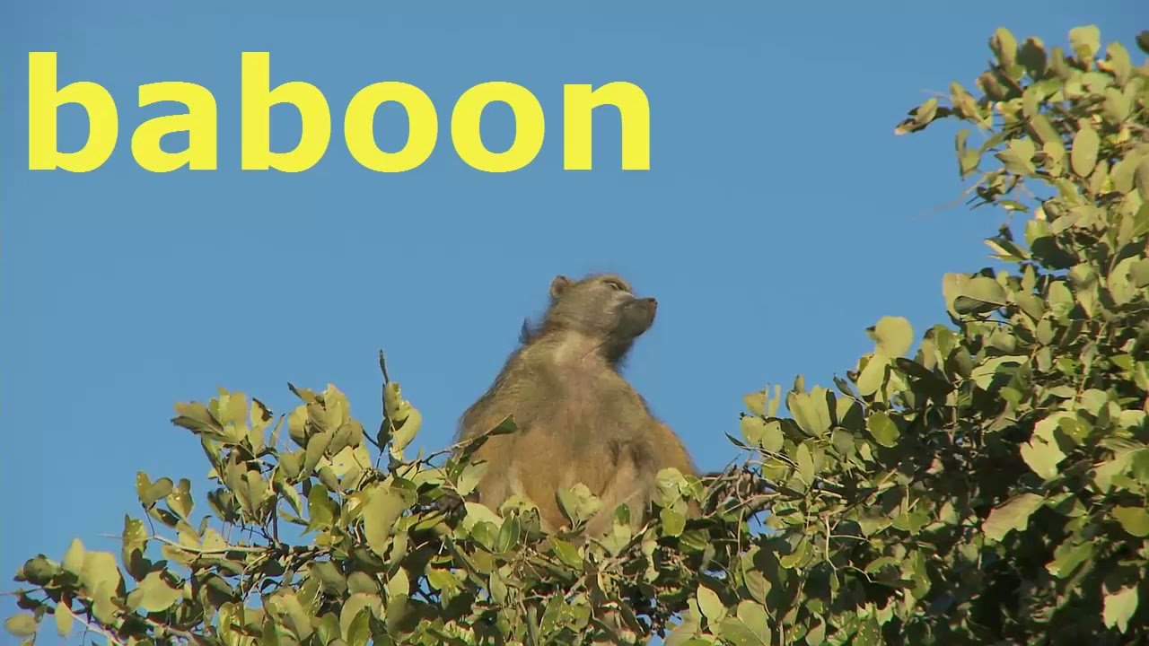 Animal pictures for kids | animals sounds for children toddlers babies