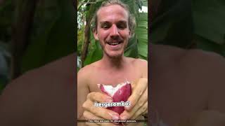 Download Lagu 5 Buah yang Tidak Tumbuh Dari Pohon Sejati MP3