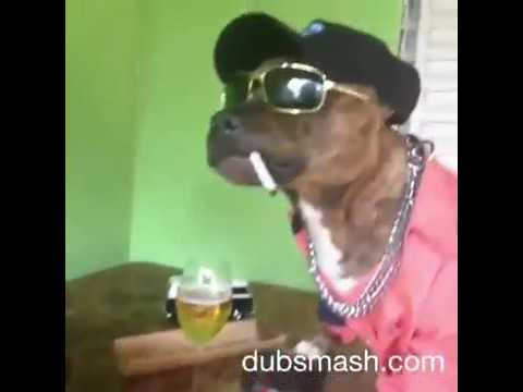 O cachorro bebendo pinga - YouTube