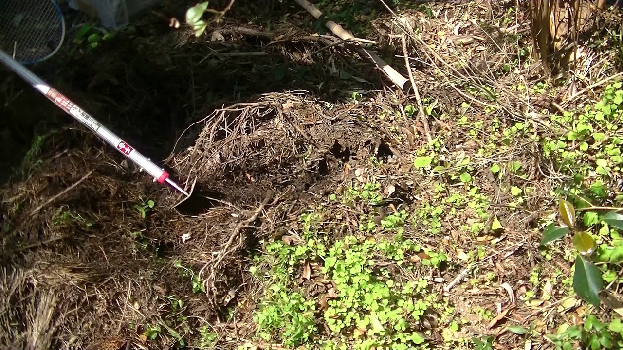 スズメバチ駆除