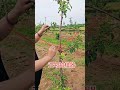 #DoubleHookBranchPuller#FruitTreeManagement #NewOrchard#AppleTreePulling