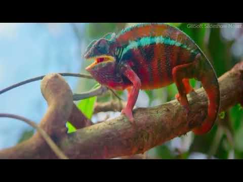 عراك حرباء النمر