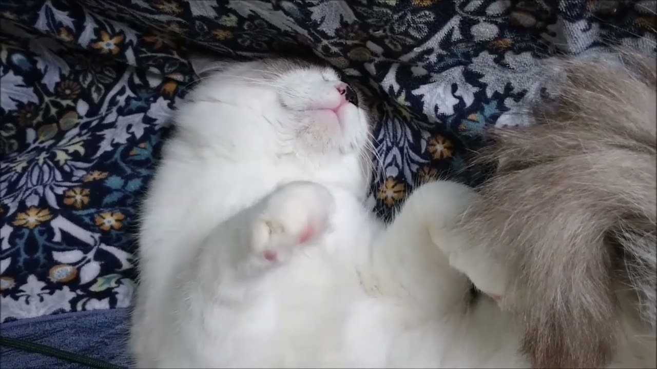 ラグドールのクラウチ