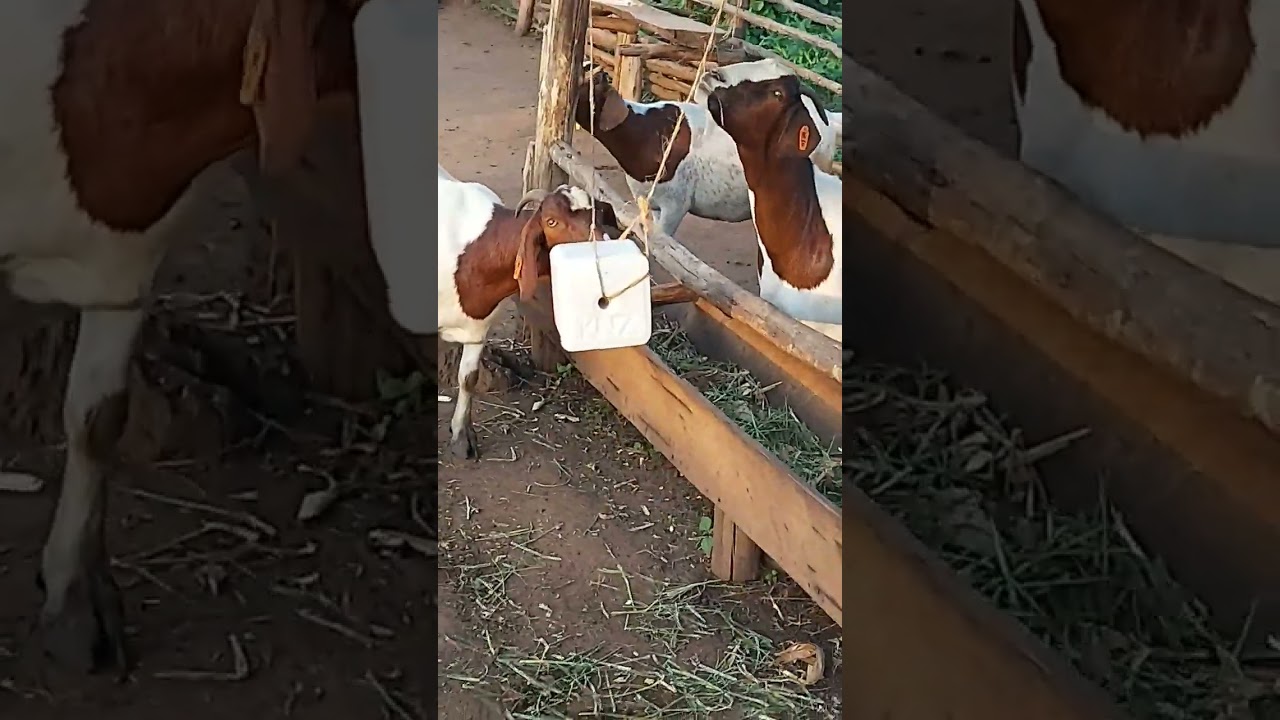 Always supplement your goats on zero grazing with macro and micro nutrients through mineral blocks