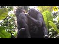 Grooming behaviors among wild bonobos!【Observations of Bonobos #9】