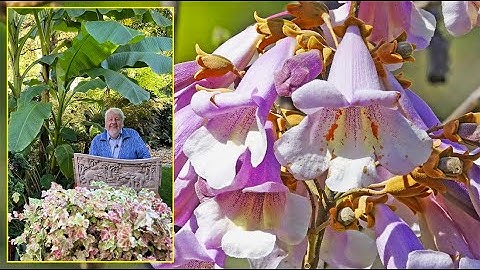 PAULOWNIA, ARBRE IMPÉRIAL : DES FEUILLES ÉNORMES ET DES FLEURS BLEUES. Le Quotidien du Jardin N°433