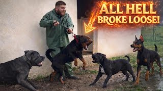 Odin the Rottweiler Shows Who’s Boss—All the Dogs Bow Down!