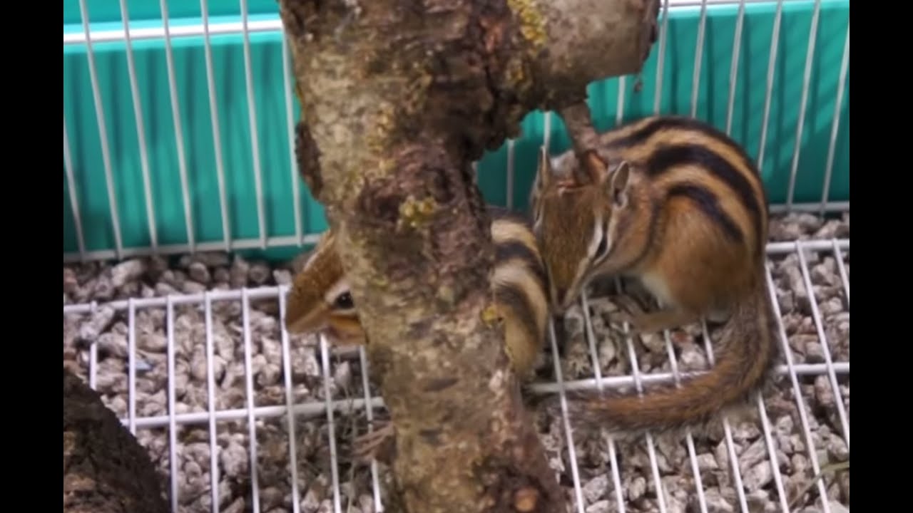 ARDILLAS Su primer día en casa. La hibernación. YouTube