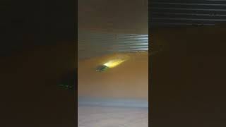 Grain Weevil Bin Clean Out