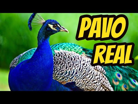 Video: Pavo real indio: descripción, dónde vive, qué come, reproducción