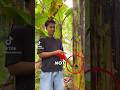 Explaining banana trees #fyp #information #xyzbca #viral
