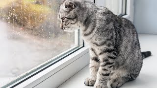НАВСЕГДА ИЗБАВИТЬСЯ ОТ КОНДЕНСАТА НА ПЛАСТИКОВЫХ ОКНАХ МОЖНО С ПОМОЩЬЮ ... НАВСЕГДА ИЗБАВИТЬСЯ ОТ КОНДЕНСАТА НА ПЛАСТИКОВЫХ ОКНАХ МОЖНО С ПОМОЩЬЮ ...