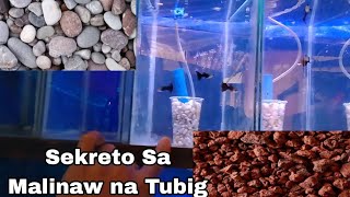 ANO ANG BENEFITS NA NAIBIBIGAY NG DIY FILTRATION SA ATING MGA ALAGANAG GUPPY | Guppy Keeping | GUPPY