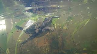 Vie aquatique du Parc National de Mali à Bamako
