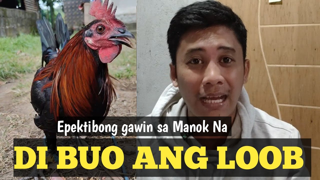 Manok Na Late Maturing Eto ang Dapat Gawin | Linyada ng Mamay 