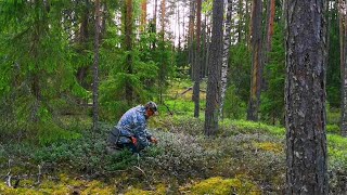 Заснял медведя на берегу Унжи. Таёжный промысел в Костромской глуши.