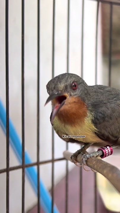 kolibri wulung betina narung #kicaumonster #kicaumania #kolibriwulung