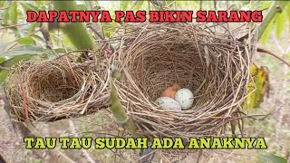 KAPAN BURUNG CENDET INI MENGERAMI?? TAU TAU SUDAH ADA ANAKNYA