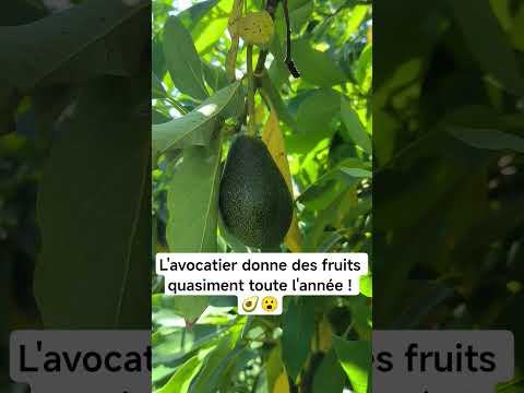 Vidéo YouTube