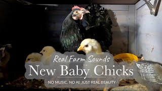 1 Hour Mother Hen & Chicks | Cinematic Ambient White Noise Nature Sounds screenshot 5