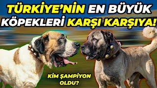 202 Tane DEVASA TÜRK ÇOBAN KÖPEĞİ Bir Arada!